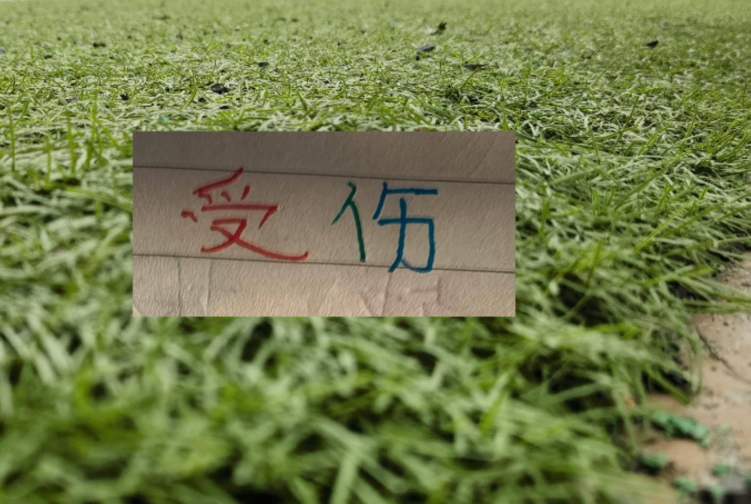 开云-也是扯平！重庆让了李镇全+阿马杜 申花伤特谢拉 盖伊